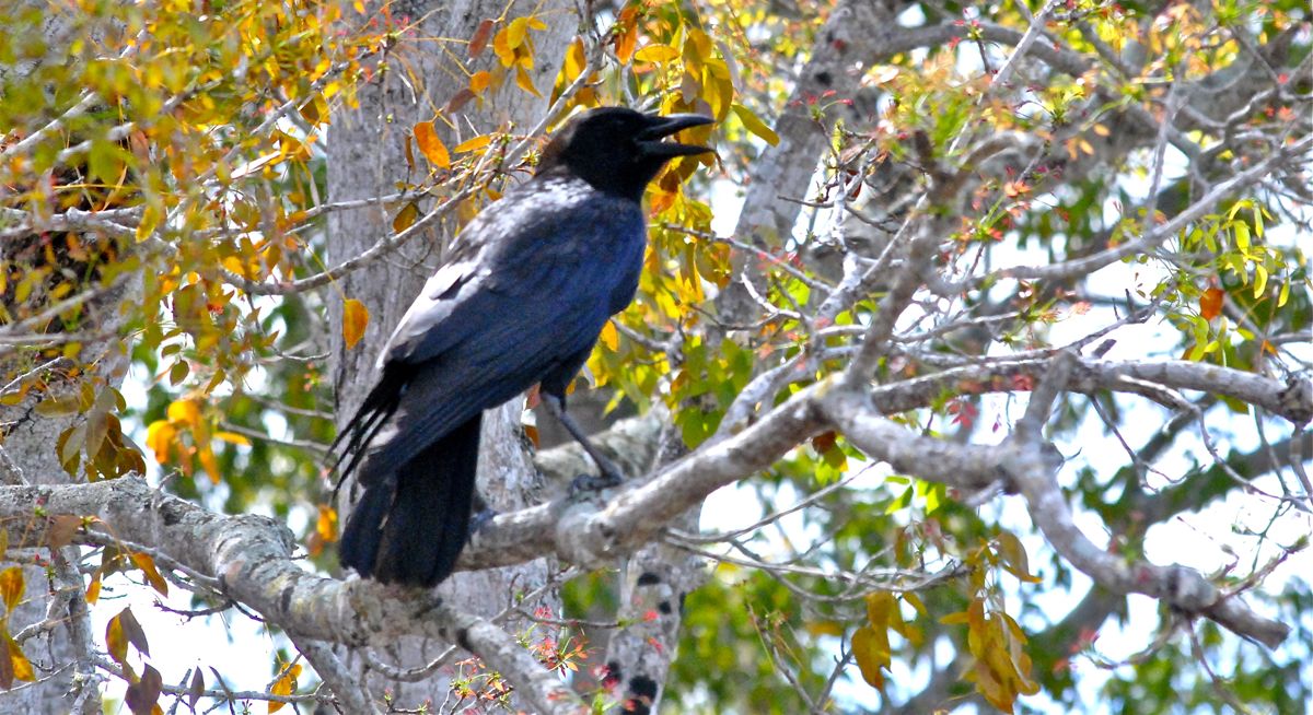 American Crow